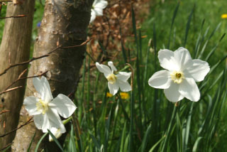 Narcissus 'Polar Ice' bestellen